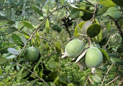 Frutti di Feijoa sellowiana 