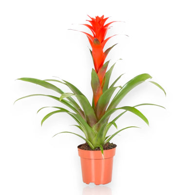 Guzmania Calypso con brattee colorate al centro della rosetta verde in vaso 