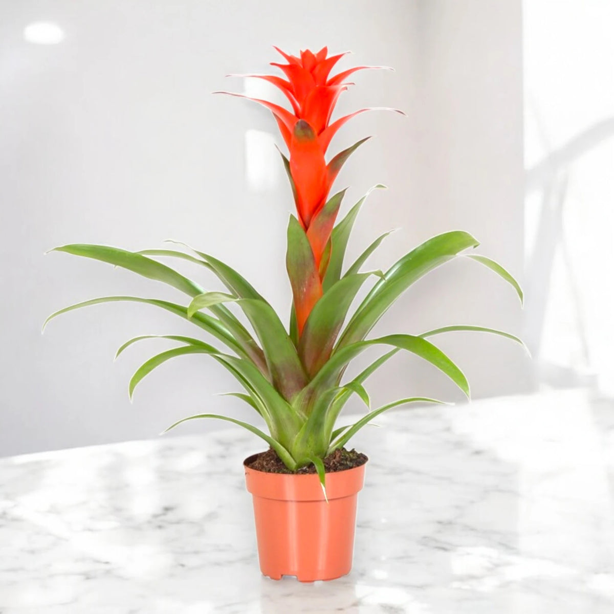 Guzmania 'Calypso'