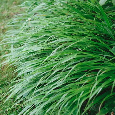 Hakonechloa macra