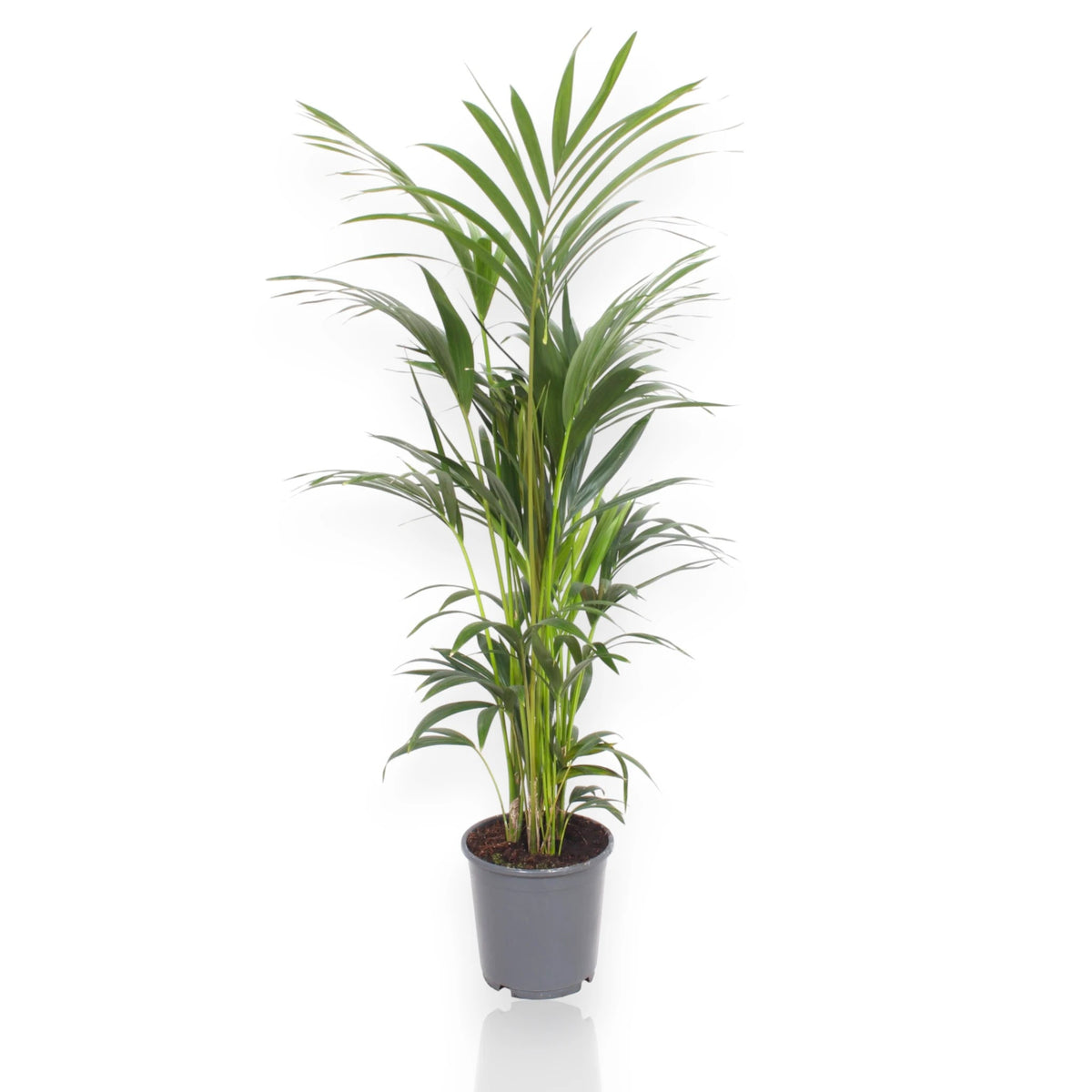 Howea forsteriana Kentia 