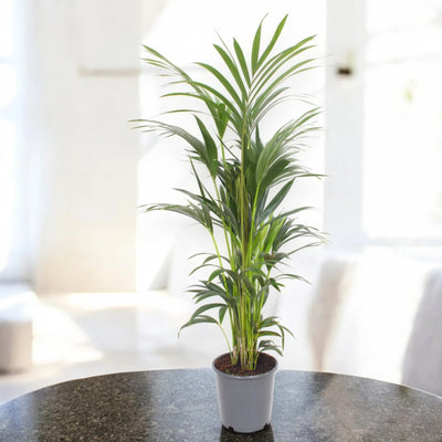 Howea forsteriana (Kentia) 