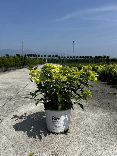 Ortensia - Hydrangea Paniculata 'Little Lime' in vaso