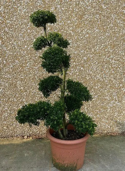 Agrifoglio - Ilex crenata 'Kinme':  pianta in un formato ad alberello potato a "pon-pon" 