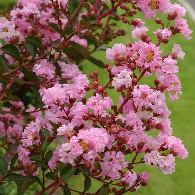 Lagerstroemia indica 'Rosea' fiorita