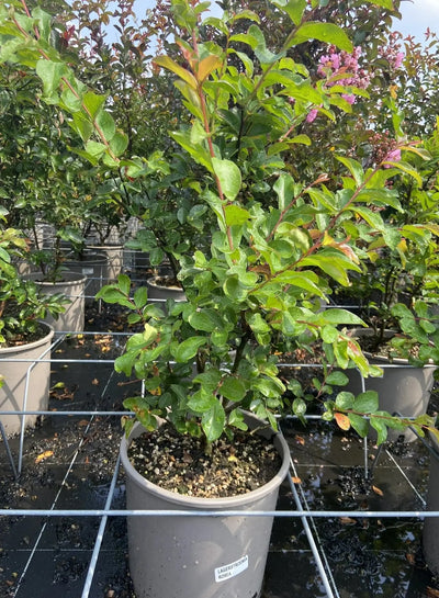 Lagerstroemia indica 'Rosea' in vaso