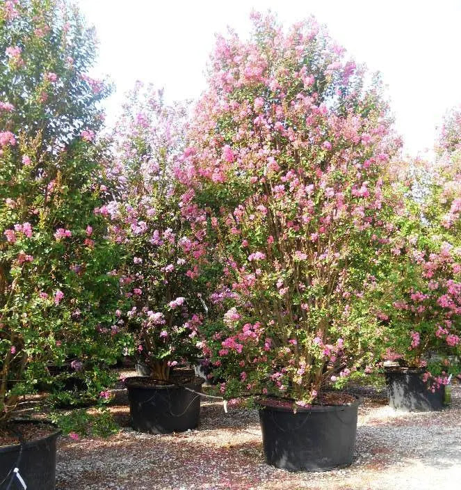 Lagerstroemia indica Rosea con fioritura rosa 