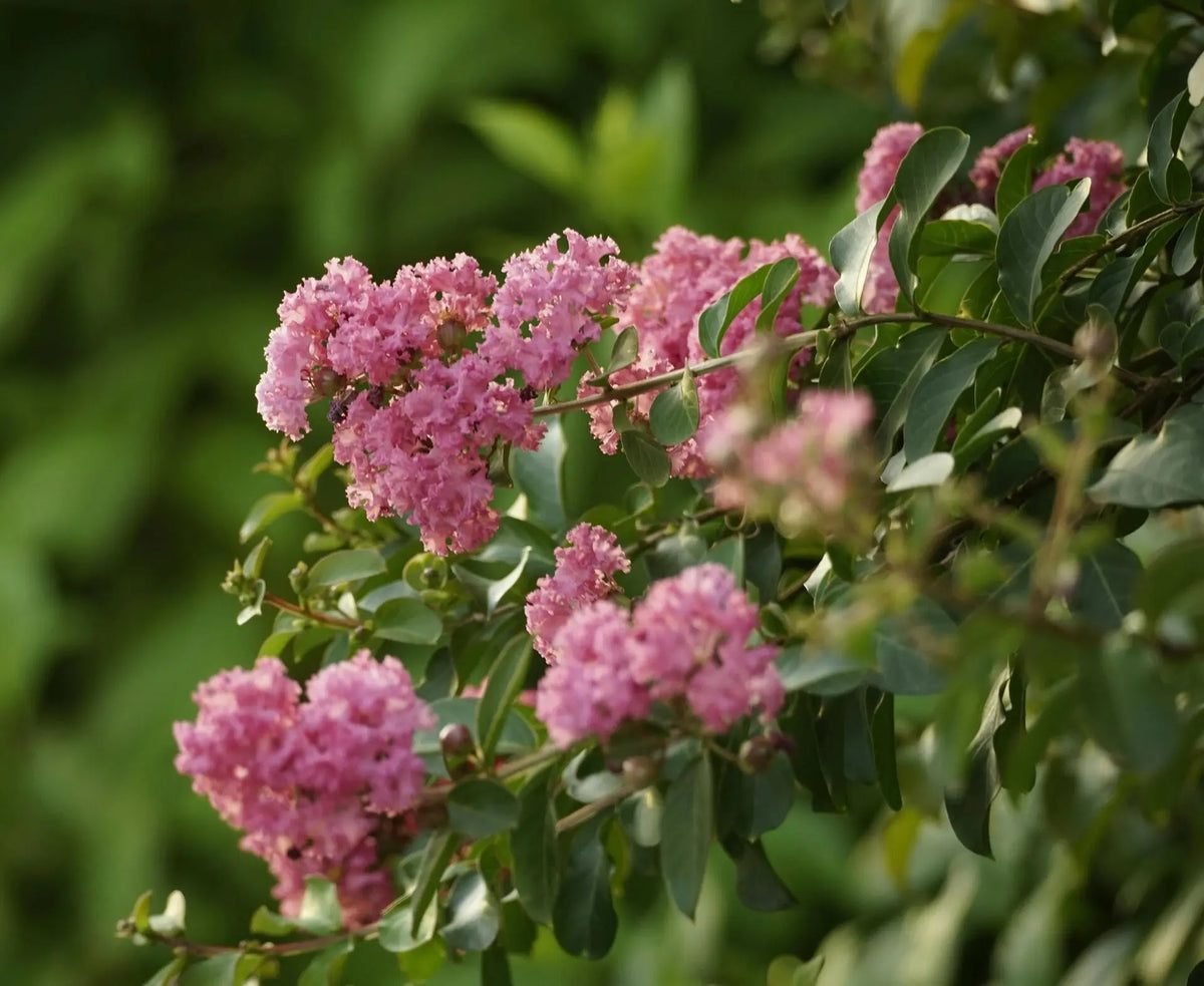 Lagerstroemia indica 'Rosea' dettaglio fiori