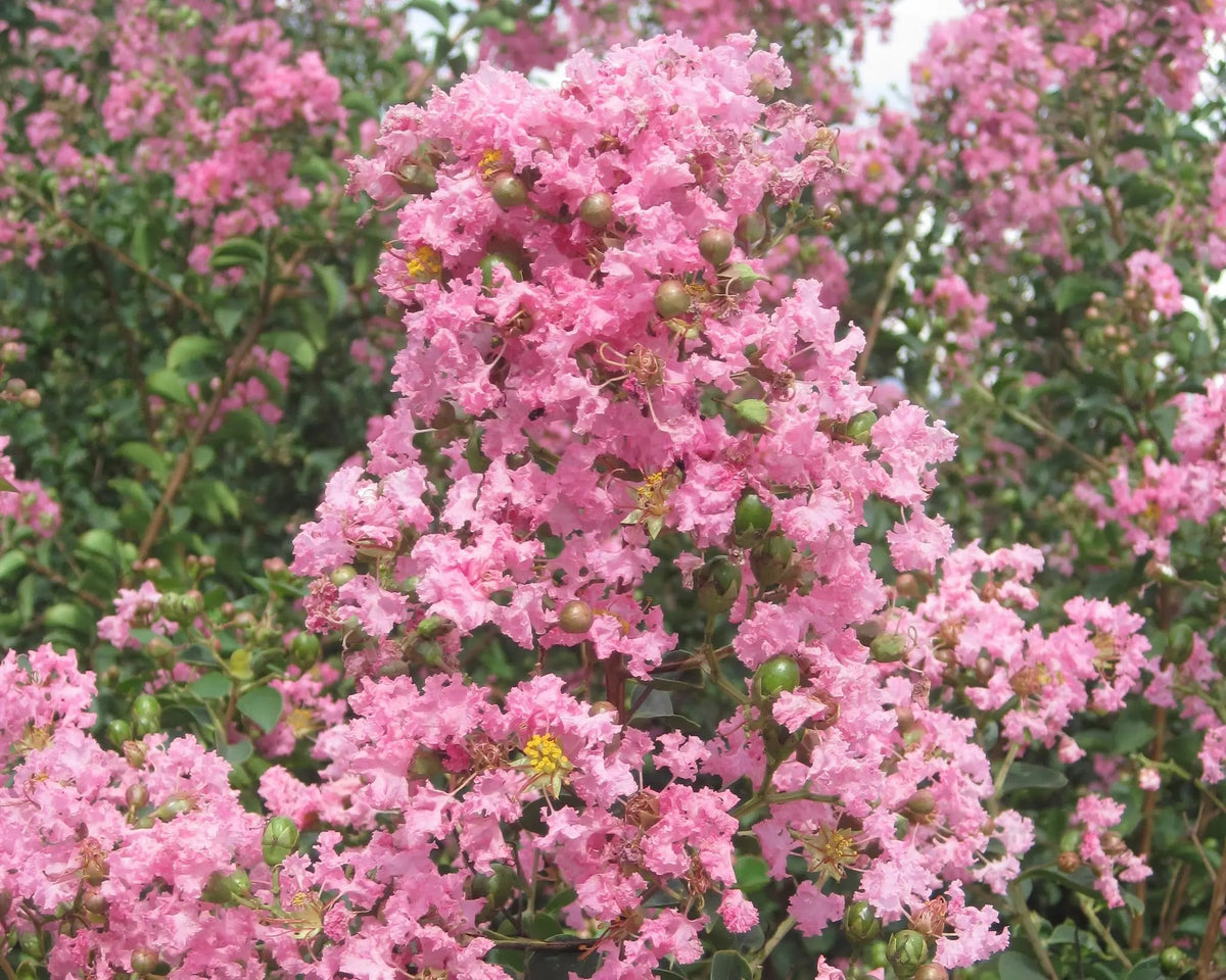 Lagerstroemia indica 'Rosea'