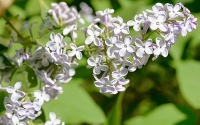 Syringa vulgaris 'Madame Lemoine' in fiore