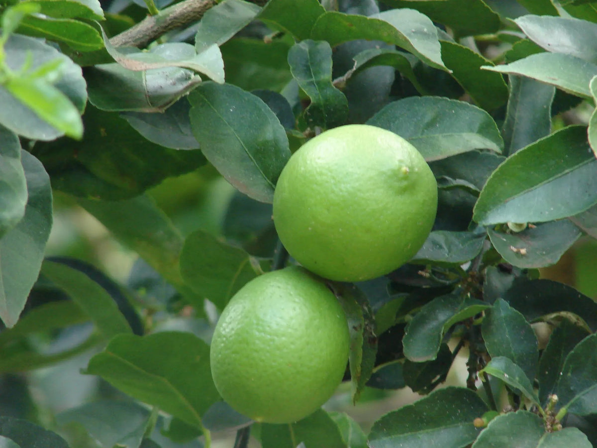 Frutti di lime verdi maturi tra foglie lucide su pianta di agrumi 