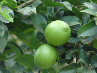 Frutti di lime verdi maturi tra foglie lucide su pianta di agrumi 
