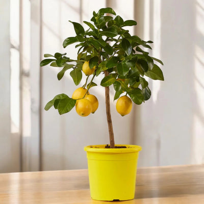 Limone Femminello in vaso con limoni gialli maturi e fogliame fitto