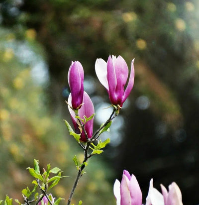 Magnolia liliiflora Susan in giardino con fiori rosa porpora