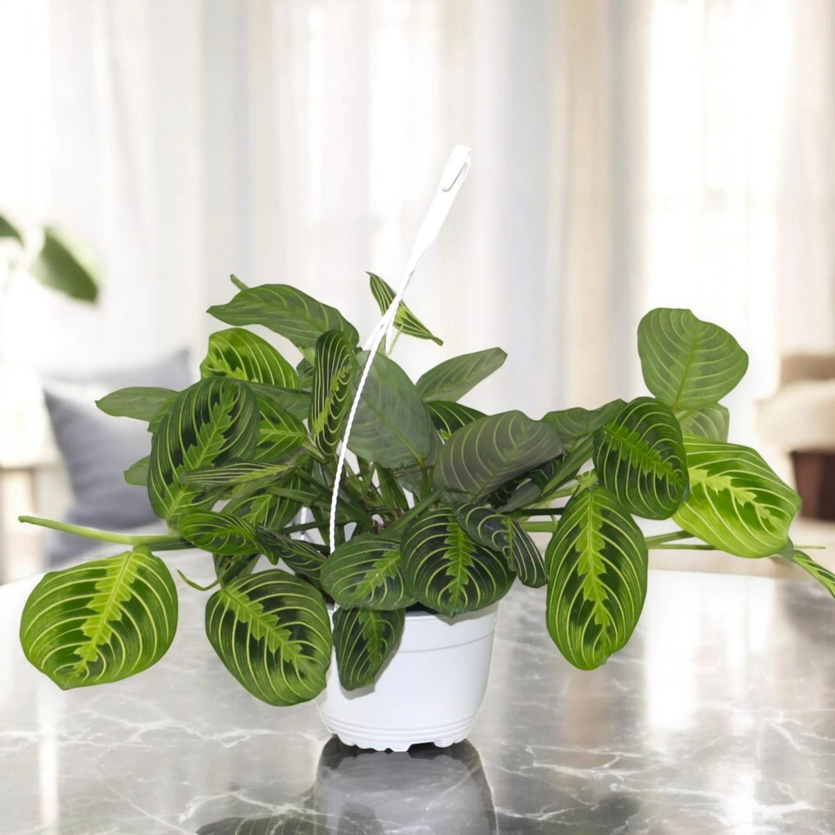 Maranta leuconeura 'Lemon Lime' in vaso posizionata su un tavolo in un ambiente domestico moderno e luminoso.