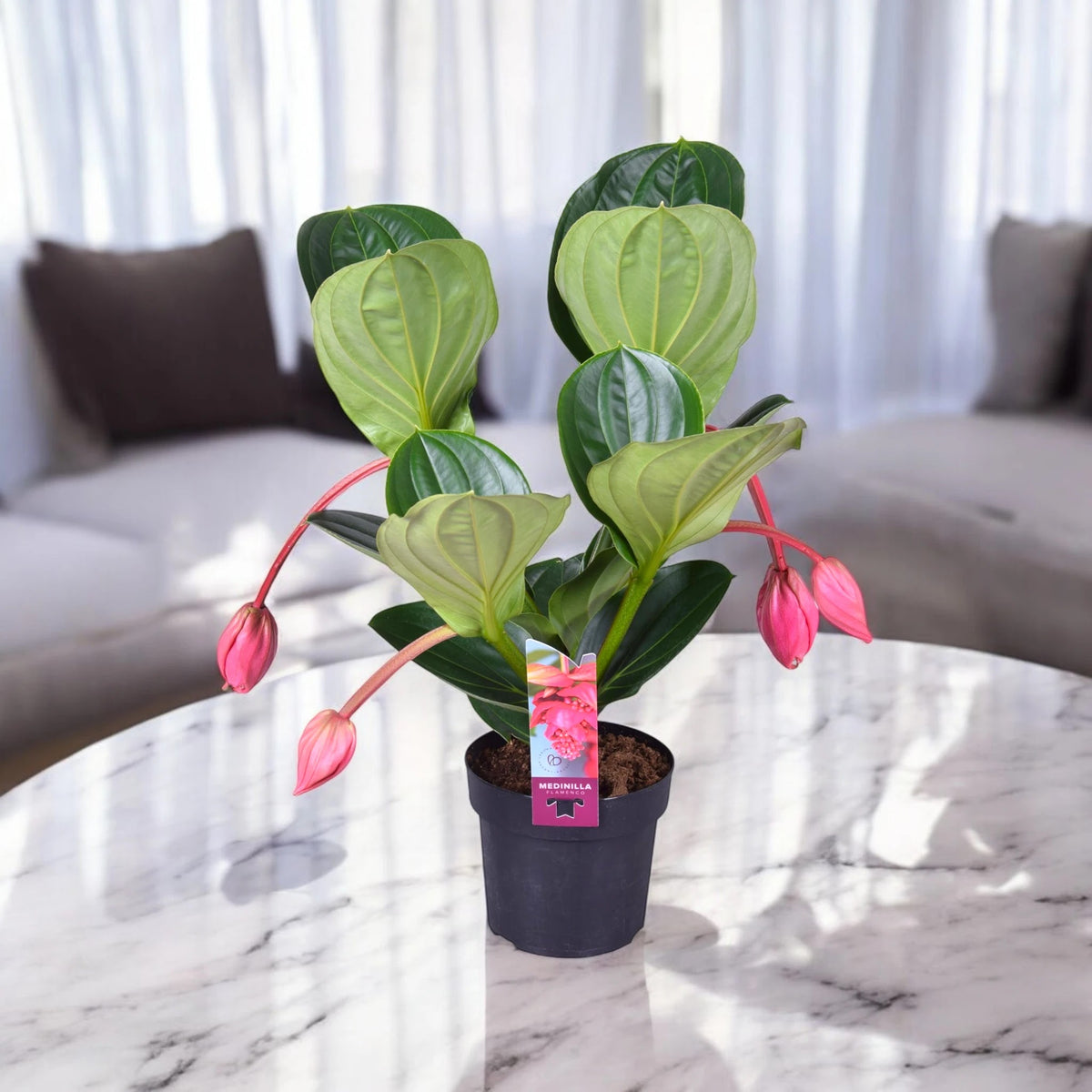 Medinilla magnifica