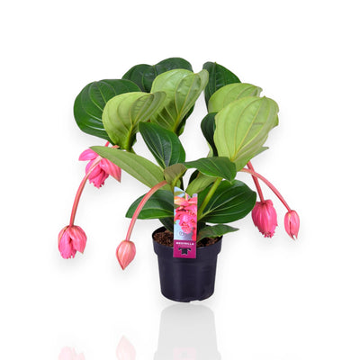 Medinilla magnifica con grappoli di fiori rosa penduli