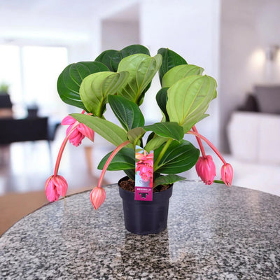 Medinilla magnifica