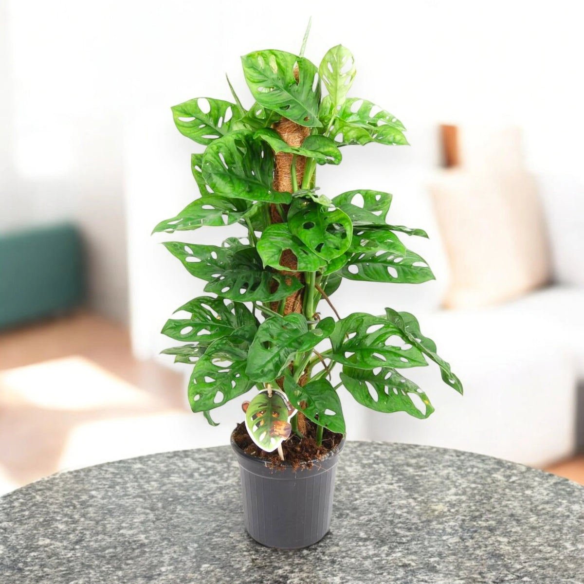 Monstera adansonii in ambiente luminoso
