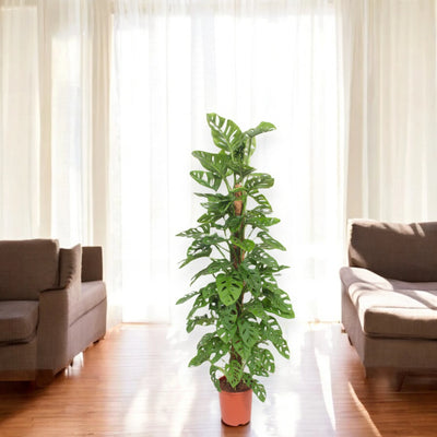 Monstera adansonii in soggiorno moderno