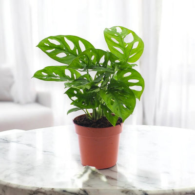 Monstera adansonii luce naturale