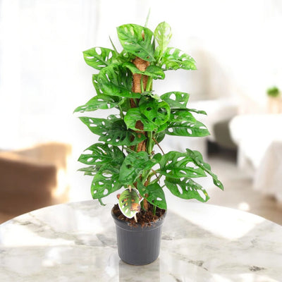 Pianta di Monstera adansonii in vaso