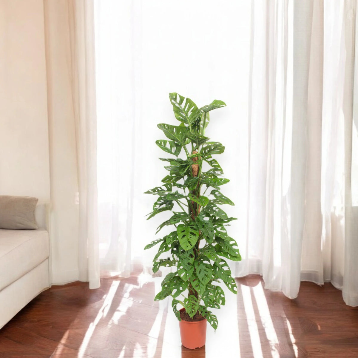 Monstera adansonii su supporto muschiato