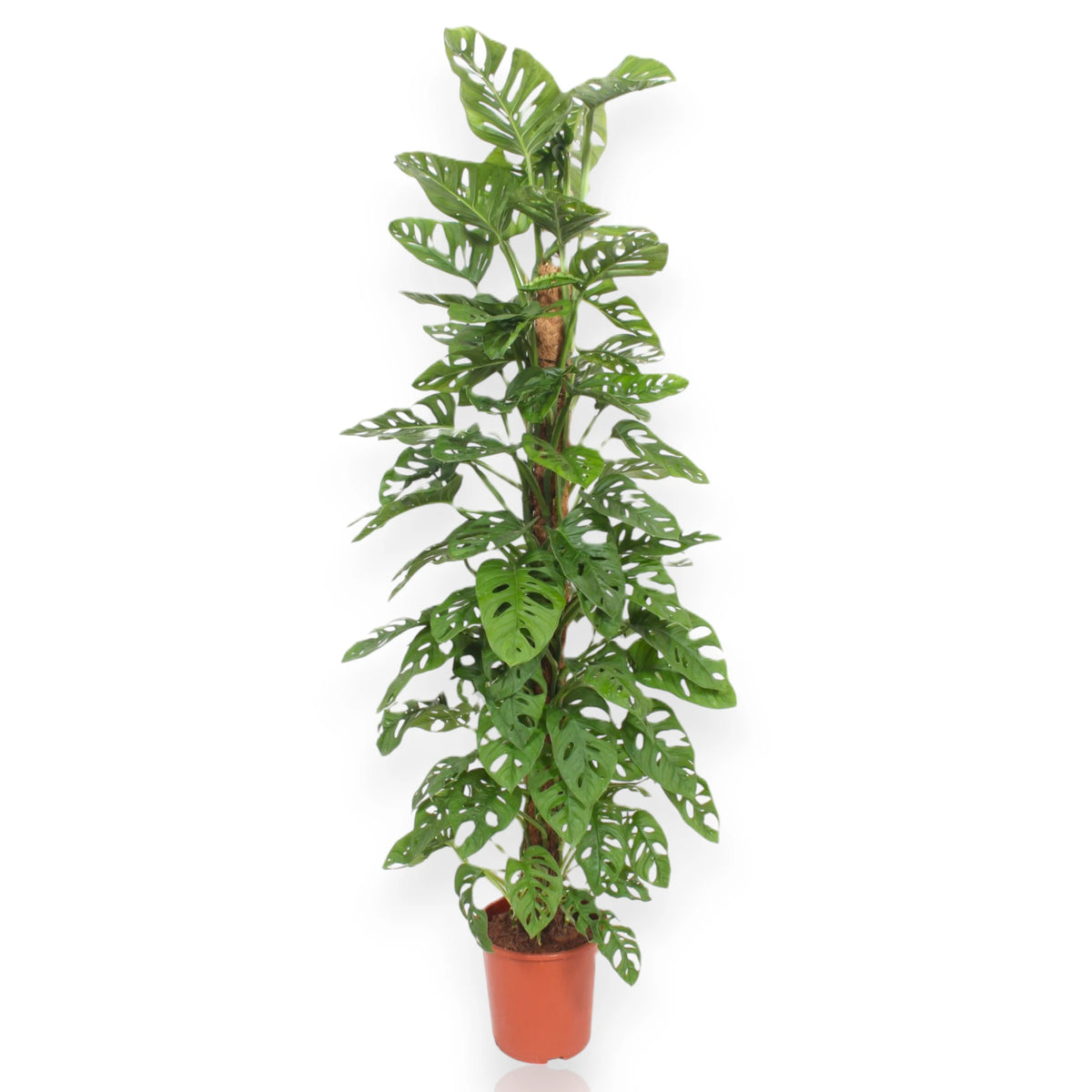 Monstera adansonii con crescita verticale