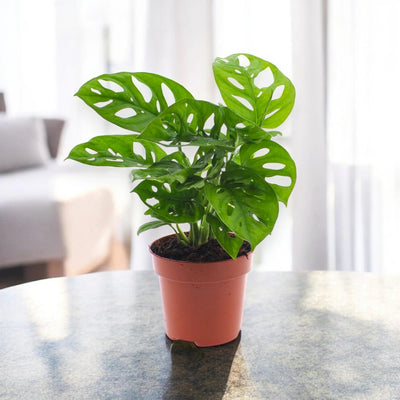 Monstera adansonii in casa sul tavolo