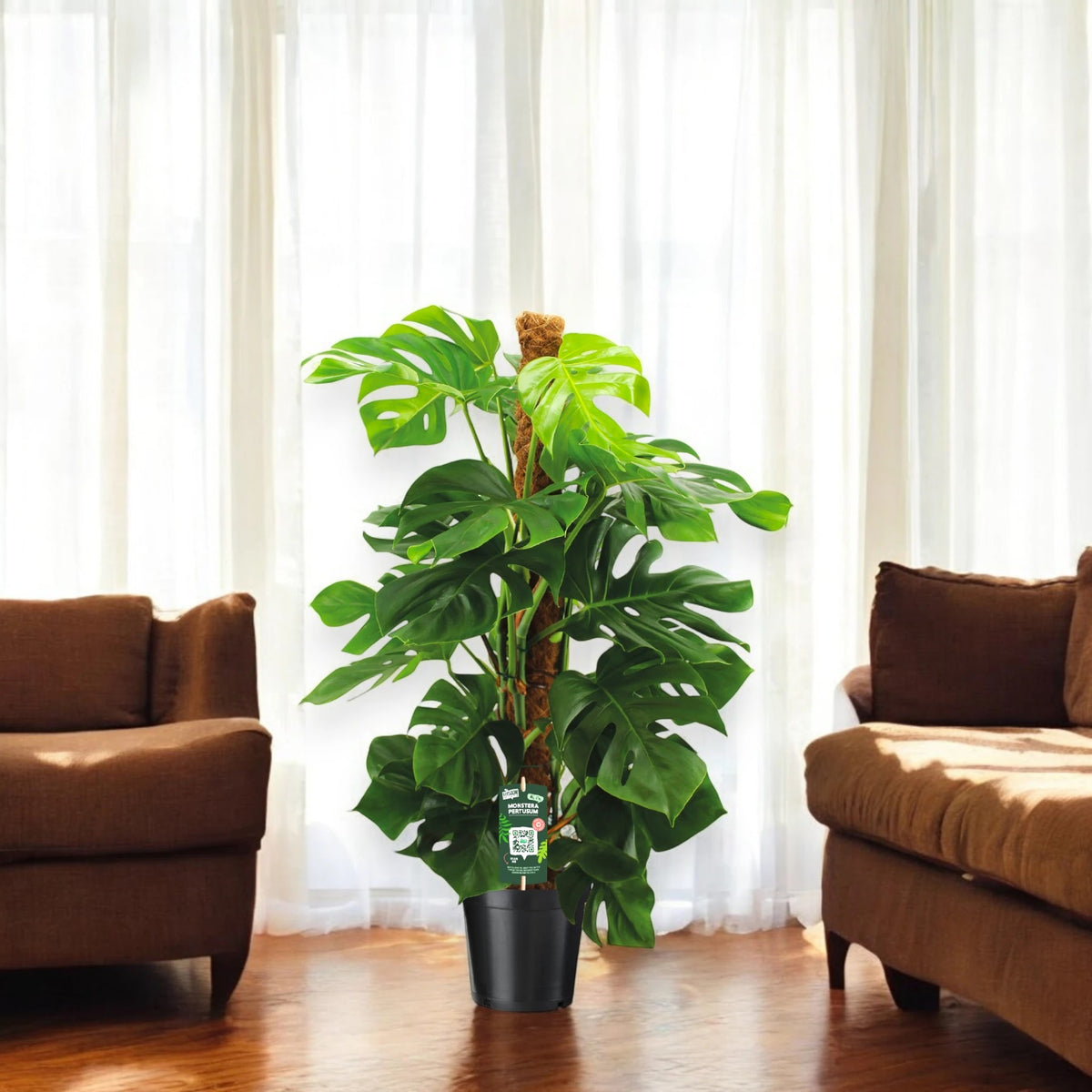 Monstera deliciosa