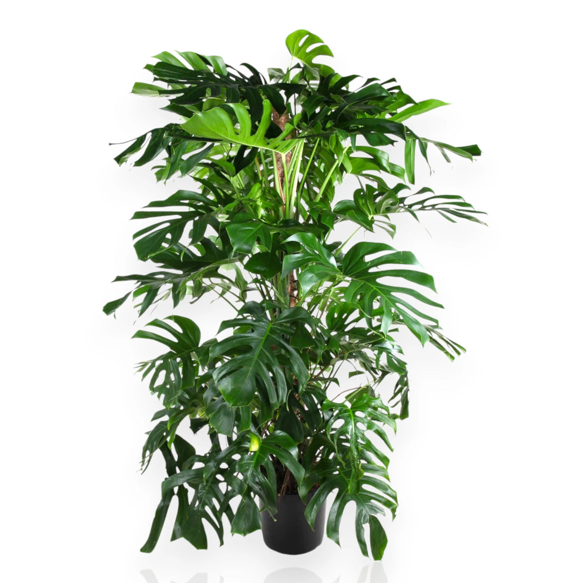 Monstera deliciosa