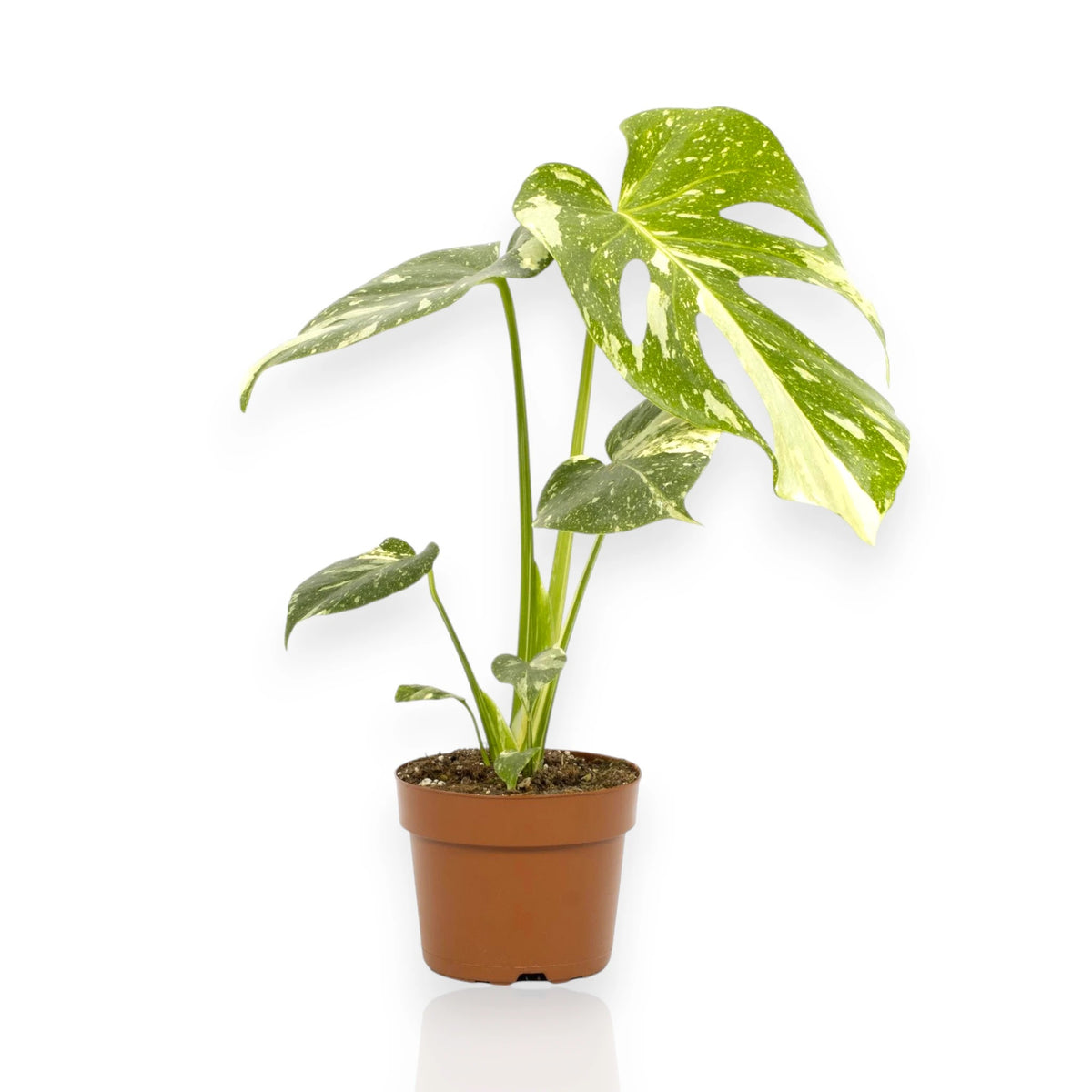 Monstera deliciosa Thai Constellation con foglie fenestrate variegate crema e verde in vaso
