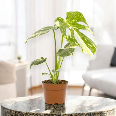 Monstera deliciosa 'Thai Constellation'