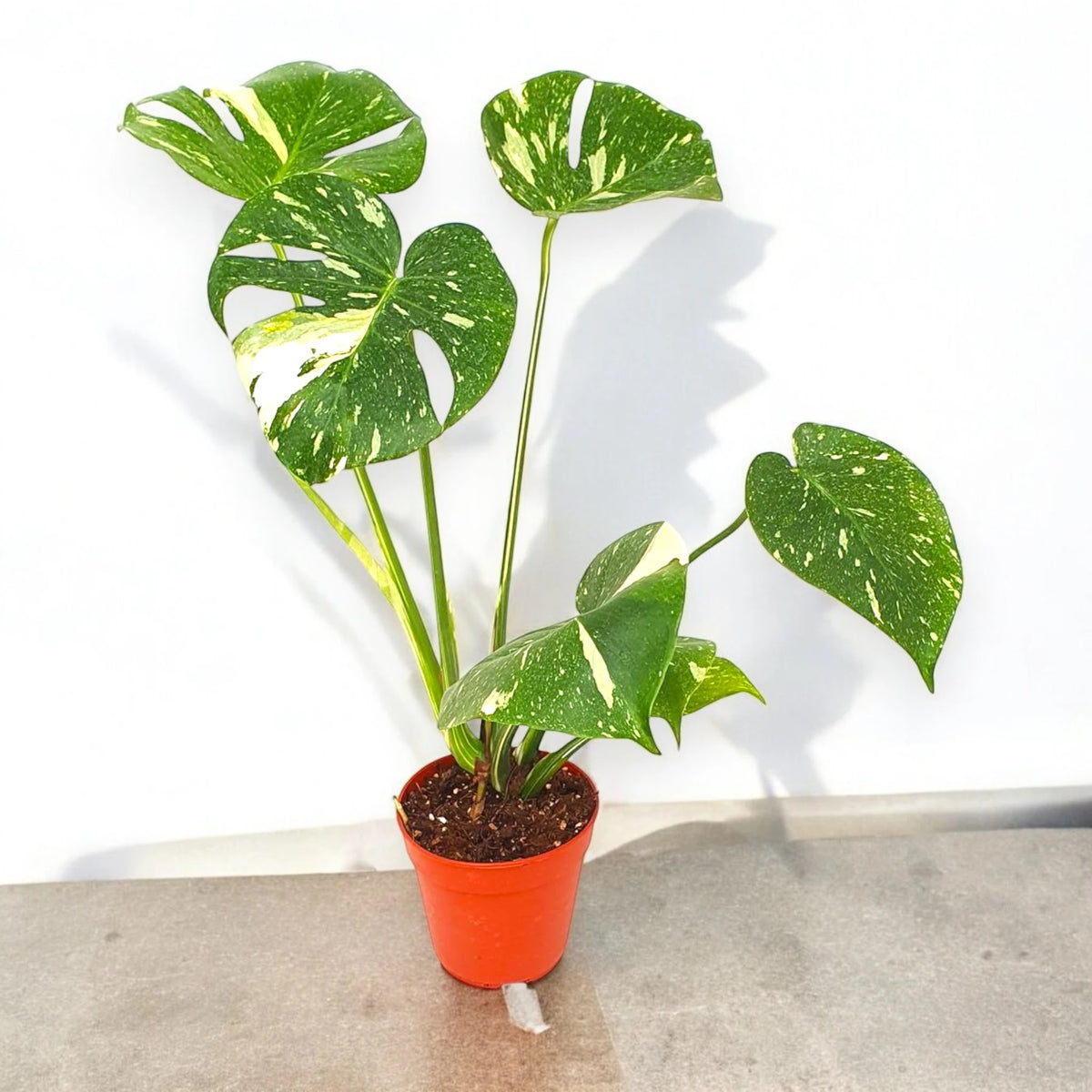 Monstera deliciosa 'Thai Constellation'