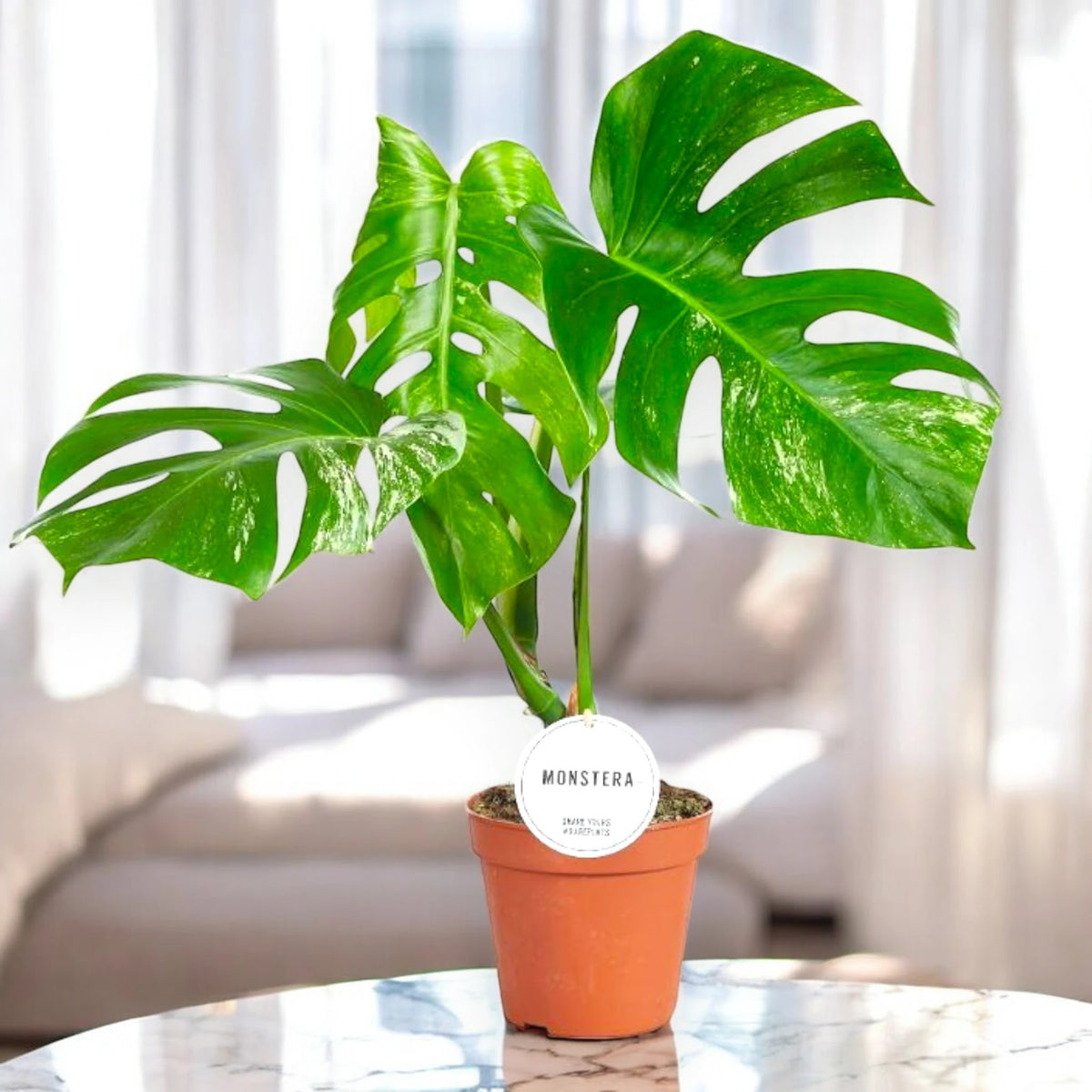 Monstera deliciosa variegata