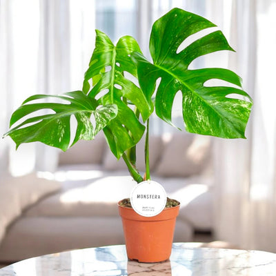 Monstera deliciosa variegata