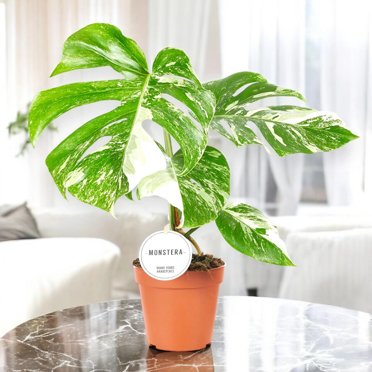 Monstera deliciosa variegata