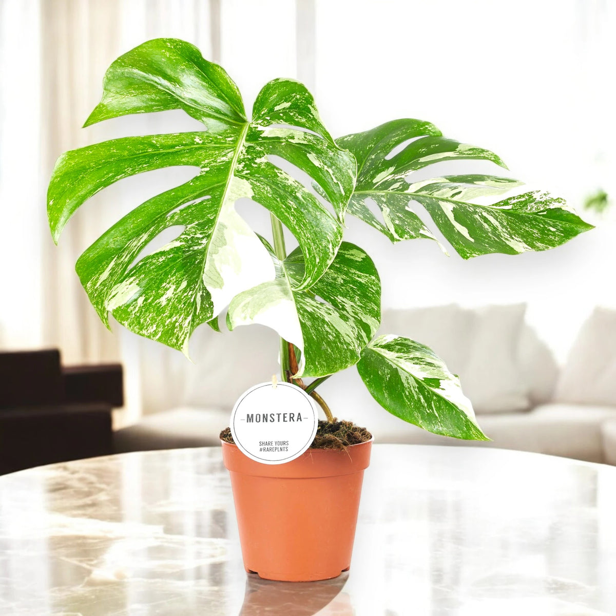 Monstera deliciosa variegata