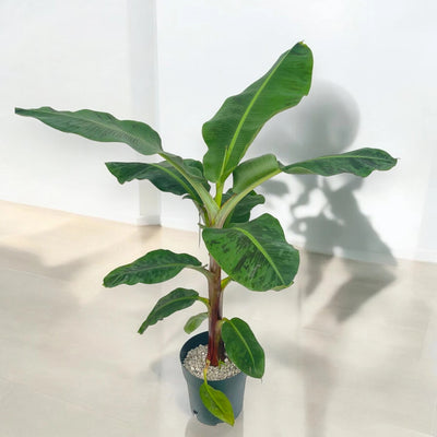 Musa 'Dwarf Cavendish'