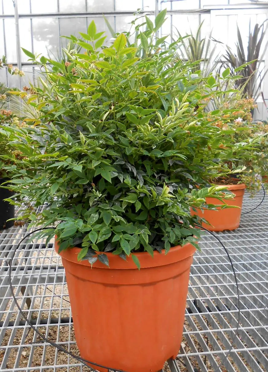 Pianta di Nandina domestica Gulf Stream Rubra
