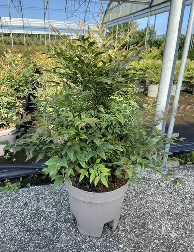 Arbusto compatto di Nandina Gulf Stream Rubra