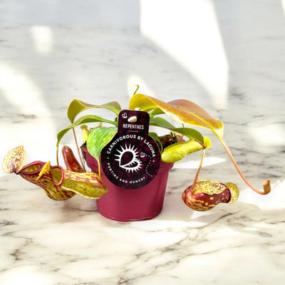 Nepenthes 'Gaya'