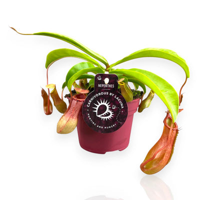 Nepenthes alata pianta carnivora da appartamento con ascidi penduli verdi e rossi in vaso