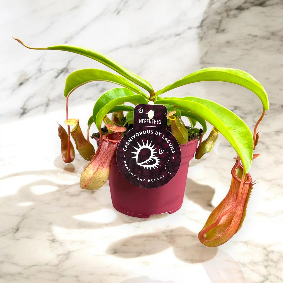 Nepenthes alata