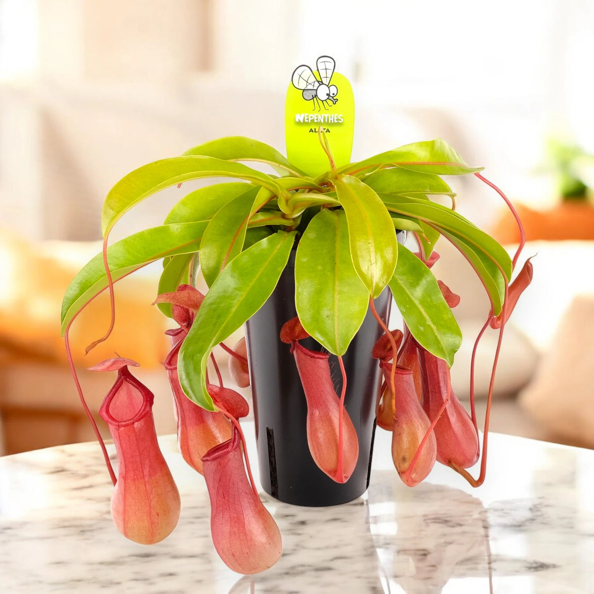 Nepenthes alata