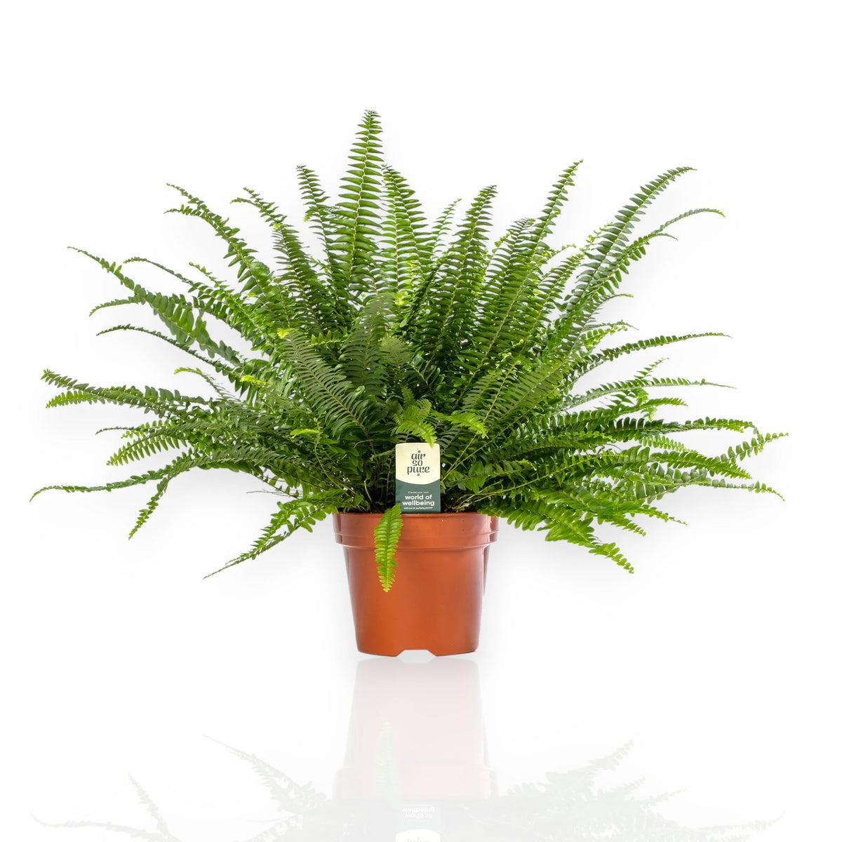 Nephrolepis exaltata Green Lady con fronde ricadenti in vaso 