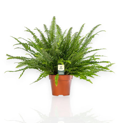 Nephrolepis exaltata Green Lady con fronde ricadenti in vaso 