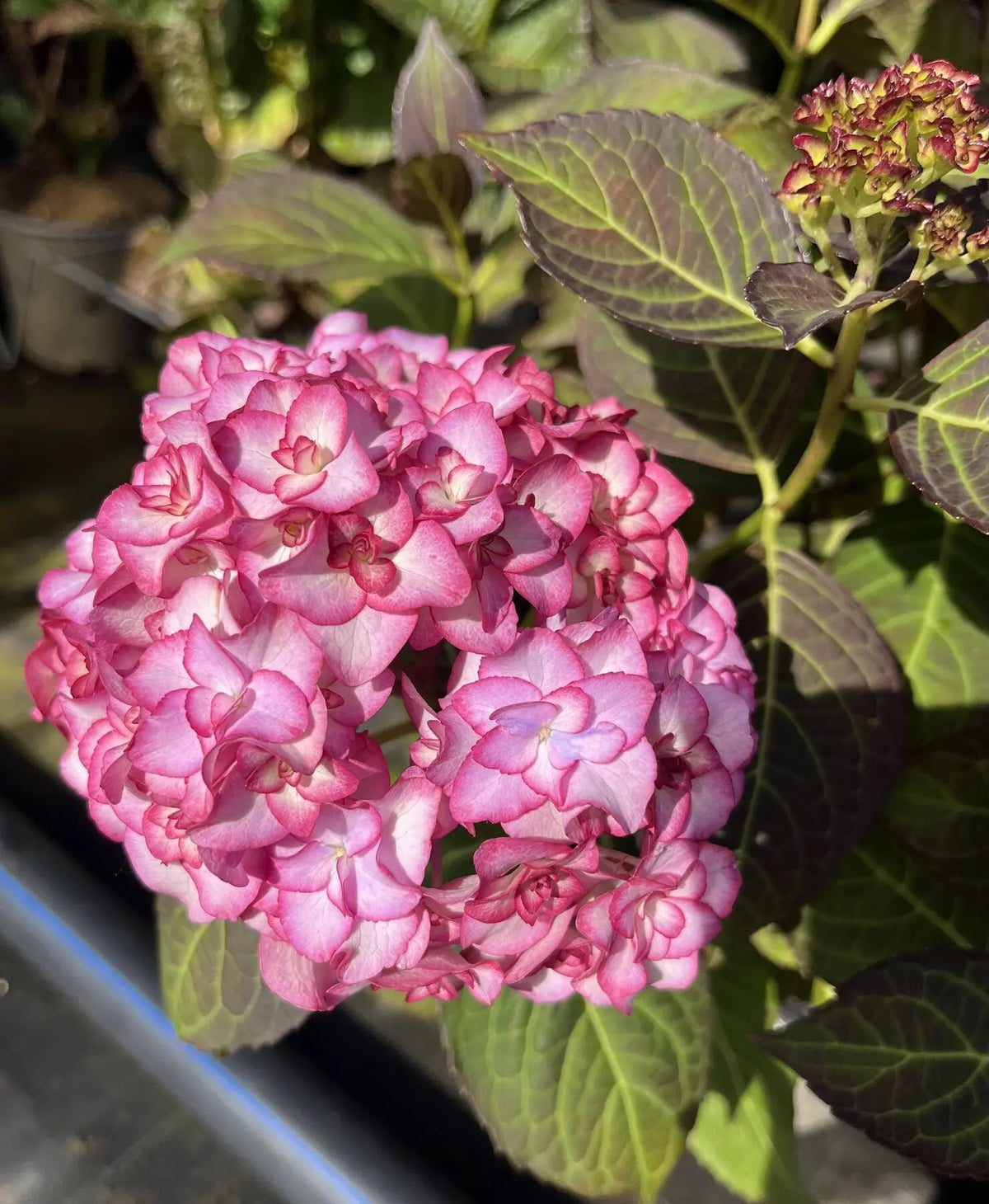 Ortensia Hydrangea macrophylla You And Me Miss Saori con fiori globosi bianchi bordati di rosa