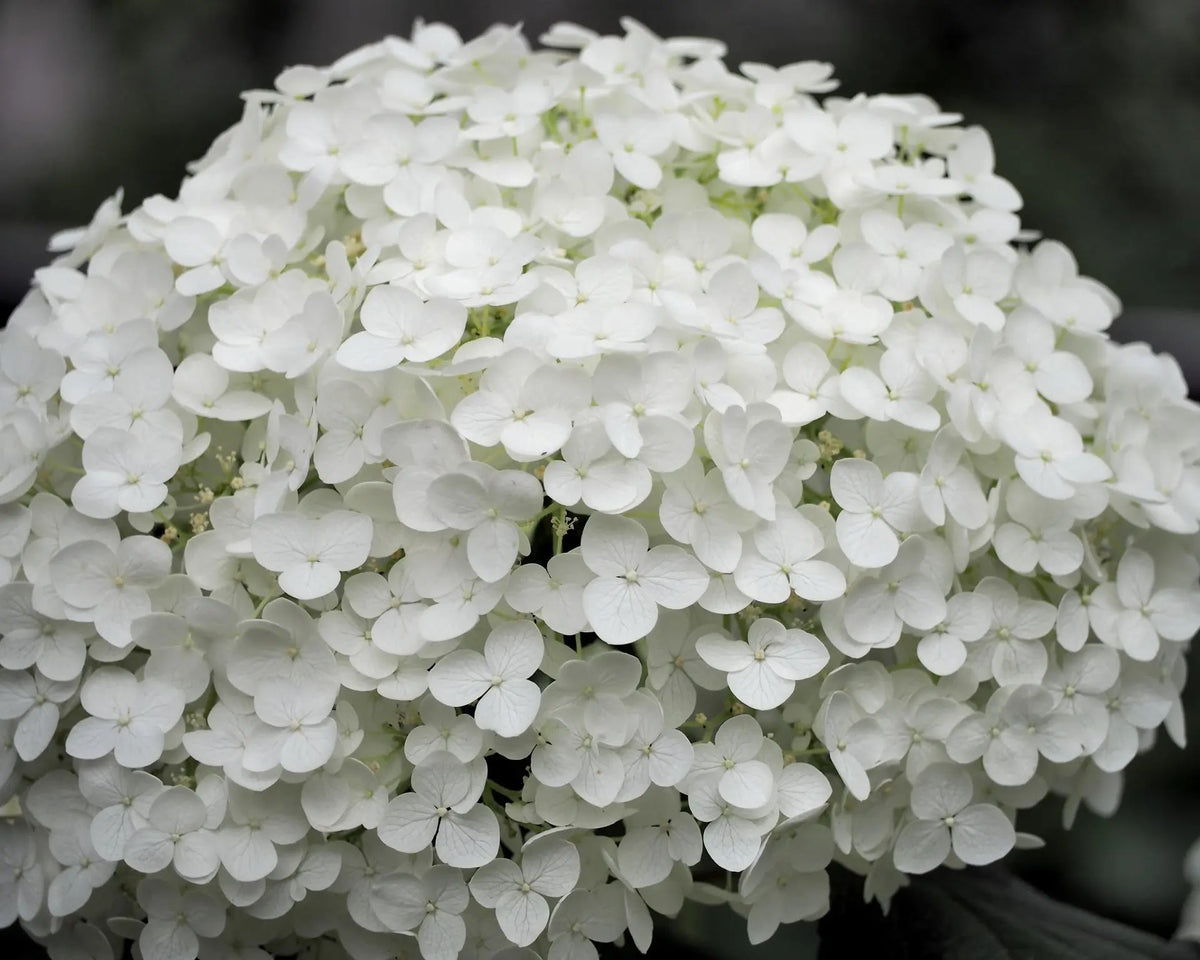 Ortensia Strong Annabelle con grandi fiori bianchi globosi in giardino