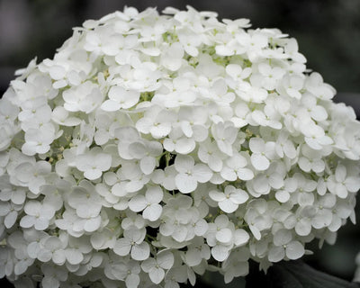 Ortensia - Hydrangea arborescens 'Annabelle'